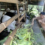 Ông Phạm Công Thắng ở thôn Xuân Long, xã Phú Xuân, huyện Krông Năng phát triển chăn nuôi dê từ nguồn vốn ưu đãi