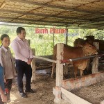 Chị Chung Thị Nhâm (giữa) ở thôn 2, xã Đăng Hà, huyện Bù Đăng thoát nghèo bền vững nhờ được vay vốn tín dụng chính sách đầu tư chăn nuôi bò
