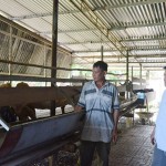 Mô hình chăn nuôi dê của anh Đặng Minh Dũng ở ấp Tân Tiến, xã Tân Phú mang lại giá trị kinh tế cao
