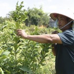 Mô hình trồng cây ăn quả của anh Hồ Xuân Hương ở thôn Yên Mỹ, xã Lê Lợi, TP Hạ Long được hỗ trợ cho vay vốn NHCSXH