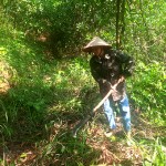 Với số vốn 50 triệu đồng được vay từ NHCSXH, gia đình chị Bùi Thị Huế sẽ tập trung trồng và chăm sóc rừng
