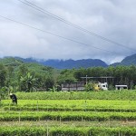 Mô hình vay vốn NHCSXH, đầu tư ươm giống cây lâm nghiệp ở huyện miền núi Trà Bồng