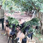 Từ nguồn vốn vay ưu đãi, gia đình ông Nguyễn Xuân Lễ ở xã Quảng Châu, huyện Quảng Trạch phát triển mô hình chăn nuôi tổng hợp
