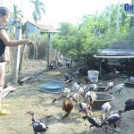 Gia đình chị Đồng Thị Hà đã vượt qua khó khăn nhờ nguồn vốn chính sách để phát triển chăn nuôi