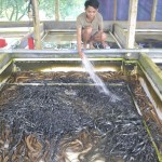 Nuôi lươn không bùn ở Ninh Bình giải quyết được nhiều việc làm cho lao động tại địa phương