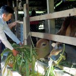 Anh Nguyễn Khánh ở thôn Đồng Bằng, xã Biển Hồ, TP Pleiku chăm sóc đàn bò của gia đình