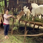 Mô hình chăn nuôi dê của người dân xã Lộc An, huyện Lộc Ninh từ nguồn vốn vay tín dụng chính sách