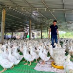 Từ nguồn vốn vay NHCSXH, anh Đặng Ngọc Vương ở xã Bình Thạnh, huyện Bình Sơn đã đầu tư mô hình nuôi vịt trên sàn đạt hiệu quả kinh tế