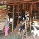 Người dân huyện Cư M’gar vay vốn ưu đãi từ NHCSXH huyện về đầu tư chăn nuôi dê vươn lên thoát nghèo, ổn định cuộc sống