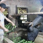 Anh Vương Tấn Cảnh ở thôn Gò Gạo, xã Sơn Thành, huyện Sơn Hà là hộ cận nghèo được vay vốn ưu đãi theo Nghị định số 28/2022/NĐ-CP của Chính phủ mở rộng chăn nuôi