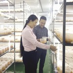 Từ nguồn vốn vay ưu đãi, dự án nuôi nấm đông trùng hạ thảo của anh Nguyễn Đăng Việt phát huy hiệu quả