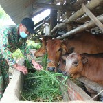 Ông Lê Văn Hải ở xã Xuân Long chăm sóc đàn bò được hình thành từ vốn vay tín dụng chính sách