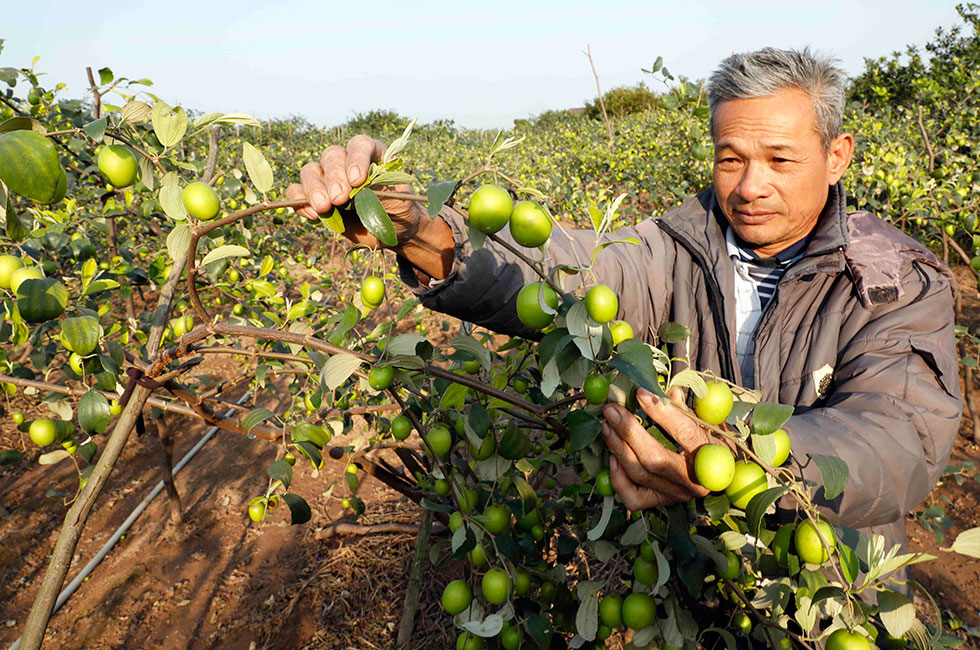 Được NHCSXH huyện Văn Lâm hỗ trợ cho vay vốn ưu đãi, gia đình ông Lý Văn Quang ở xã Liên Nghĩa có điều kiện cải tạo, chăm sóc vườn cây ăn quả như táo Thiện Phiến