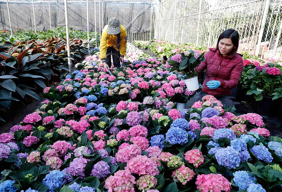 Gia đình chị Lê Thị Hường ở thôn 3, xã Xuân Quan, huyện Văn Giang vay vốn ưu đãi đầu tư trồng, kinh doanh hoa, cây cảnh