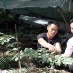 Anh A Linh (trái), làng Pu Tá, xã Măng Ri, huyện Tu Mơ Rông, vay 100 triệu đồng ở Ngân hàng chính sách xã hội huyện để trồng sâm và hiện đang sở hữu gần 5.000 cây sâm Ngọc Linh
