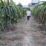 Nguồn vốn ưu đãi giúp nhiều hộ nông dân huyện Châu Thành có điều kiện tái sản xuất thanh long