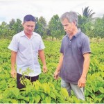 Ông Phạm Văn Bì (người bên phải) ở xã Long Mỹ, huyện Mang Thít bên ruộng khoai mỡ được đầu tư sản xuất từ vốn vay NHCSXH
