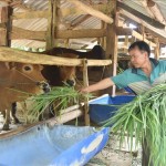 Nguồn vốn tín dụng chính sách giúp người nghèo DTTS ở Đắk Lắk phát triển sản xuất