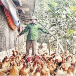 Anh Ðoàn Văn Thanh chăm sóc đàn gà đến ngày chuẩn bị xuất chuồng