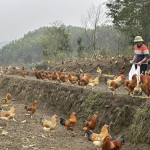 Anh Phùn Văn Hải, thôn Hợp Thành, xã Phong Dụ, huyện Tiên Yên chăm sóc đàn gà của gia đình