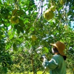 Phát triển cây ăn quả có múi đang là hướng phát triển kinh tế hiệu quả của nông dân huyện Tuyên Hóa