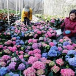Nguồn vốn tín dụng chính sách xã hội giúp hộ nghèo ở Hưng Yên có điều kiện phát triển sản xuất, trồng hoa cây cảnh kịp bán dịp Tết Nguyên đán
                                                      Ảnh: Trần Việt/TTXVN