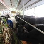 Mô hình chăn nuôi bò vỗ béo của HTX Hòa Phát, xã Lục Bình mang lại hiệu quả kinh tế