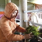 Mô hình nuôi dê đem lại thu nhập ổn định cho chị Trần Thị Hằng ở thôn Phúc Nhĩ, xã An Ninh