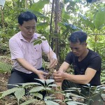Đồng bào DTTS huyện Tu Mơ Rông vay vốn NHCSXH để đầu tư trồng sâm Ngọc Linh, cho hiệu quả kinh tế cao
