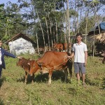 Từ nguồn vốn vay ưu đãi, gia đình anh Phùng Văn Đàn đầu tư chăn nuôi bò mang lại hiệu quả, trả được nợ và thoát nghèo năm 2023