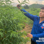 Đoàn viên thanh niên thị trấn Na Sầm, huyện Văn Lãng chăm sóc cây đào