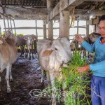 Được vay vốn NHCSXH, anh Tô Minh Thông ở ấp 17, xã Nguyễn Phích mạnh dạn thử nghiệm mô hình nuôi bò thịt, thu lợi nhuận từ 40 - 50 triệu đồng/năm
