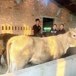 Gia đình anh Phạm Văn Trung ở thôn Đông Tân, xã Đông Hà, huyện Đức Linh vui mừng khi có thêm vốn chăn nuôi đàn bò