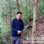Người dân xã Lâm Sơn chăm sóc rừng bạch đàn từ nguồn vốn vay ưu đãi