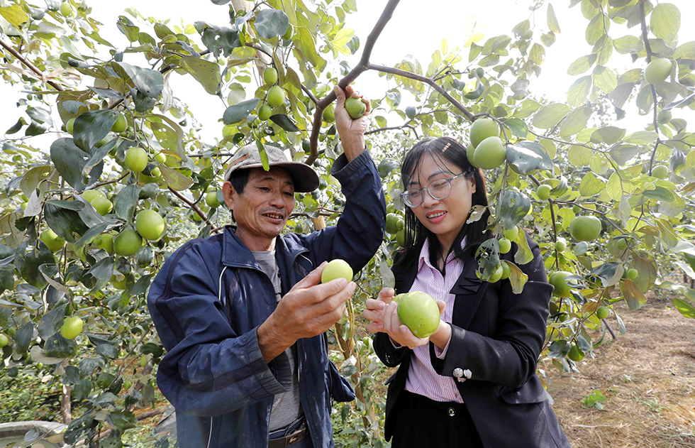 Gia đình ông Nguyễn Văn Chuyển ở xã Phú Long, huyện Nho Quan vay vốn chính sách trồng táo