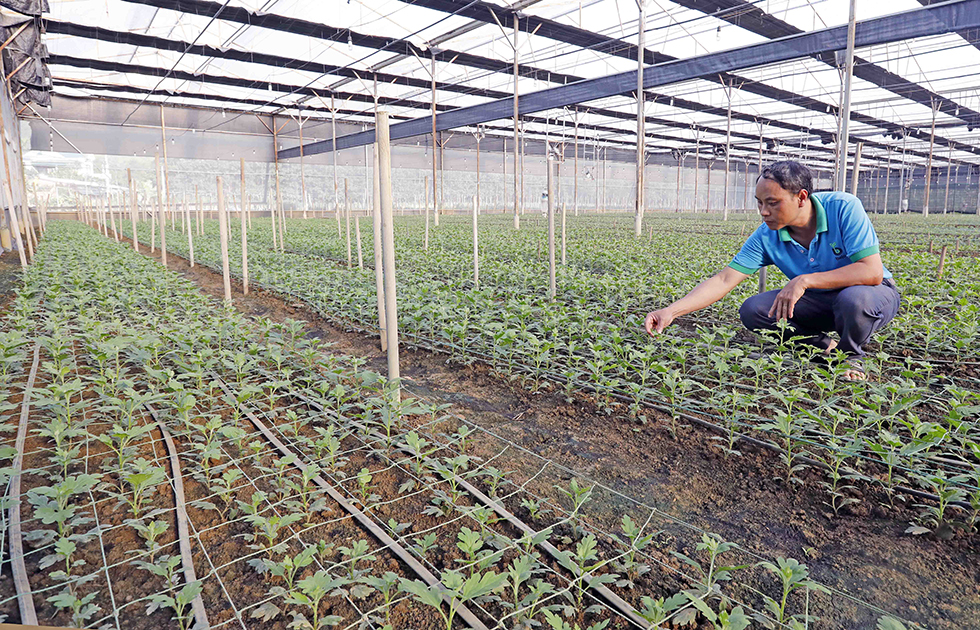 Nguồn vốn vay giải quyết việc làm từ NHCSXH đã giúp gia đình anh Vũ Hồng Nhất ở thôn Đá Hàn, xã Gia Hòa, huyện Gia Viễn đầu tư nhà lưới trồng hoa