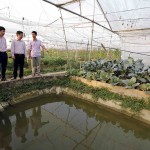 Mô hình trồng rau kết hợp nuôi cá các loại đã mang lại hiệu quả kinh tế cao cho gia đình anh Tiên