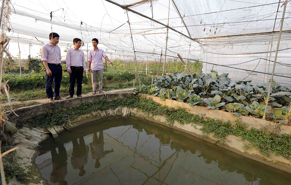 Mô hình trồng rau kết hợp nuôi cá các loại đã mang lại hiệu quả kinh tế cao cho gia đình anh Tiên