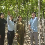 Với số vốn vay 50 triệu đồng, bà Đoàn Thị Hiệp (giữa) ở xã Vĩnh Hải, huyện Ninh Hải đã đầu tư trồng nho xanh