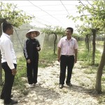 Cán bộ NHCSXH quận Thốt Nốt tham quan mô hình hộ vay vốn phường Trung Kiên vốn ưu đãi trồng táo Thái gắn với phát triển du lịch