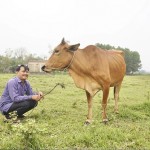 Anh Võ Ngọc Minh vay vốn chương trình hộ nghèo từ NHCSXH huyện Hòa Vang để đầu tư mô hình nuôi bò sinh sản