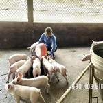 Nông dân xã Cư Yên, huyện Lương Sơn phát triển mô hình chăn nuôi lợn thịt mang lại hiệu quả kinh tế khá