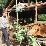 Chị H’Điệp Niê ở buôn Hra Ea Tlă, xã Đray Bhăng chăm sóc đàn bò của gia đình