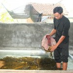 Anh Nguyễn Thanh Tuấn ở thị trấn Hai Riêng thu hoạch lươn thương phẩm để chuẩn bị thả nuôi lứa mới