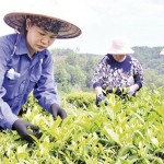 Người dân ở xã Lâm Ca, huyện Ðình Lập đưa cây chè vào trồng, góp phần giảm nghèo