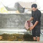 Anh Nguyễn Thanh Tuấn ở thị trấn Hai Riêng thu hoạch lươn thương phẩm