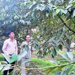 Cán bộ NHCSXH huyện Tân Phú kiểm tra sử dụng vốn mô hình trồng sầu riêng của hộ vay Võ Thị Thu Cúc, ấp 5, xã Trà Cổ