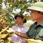 Cựu chiến binh Chu Bá Kỳ (phải) trao đổi với cán bộ NHCSXH huyện Sông Hinh Trần Văn Thanh Minh về việc sử dụng vốn tín dụng chính sách để phát triển vườn cây ăn trái