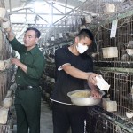 Mô hình nuôi chim bồ câu của gia đình anh Tống Văn Liên cho hiệu quả kinh tế cao
