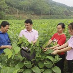 Nguồn vốn vay ưu đãi giúp nhiều hộ xã Việt Tiến, huyện Bảo Yên mở rộng diện tích trồng dâu, nuôi tằm